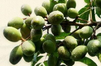 many fruits of Sterculia lychnophora Hance growing in a cluster on branch