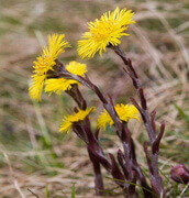 several flowering plants of Tussilago farfara,with yellow flowers