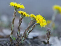 a cluster of flowering plants of Tussilago farfara L.