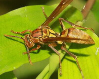 Polistes japonicus Saussure:a yellow brown inset crawls on a green leaf