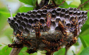 Polistes olivaceous:many DeGeer are crawling on a gray honeycomb