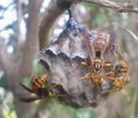 Polistes olivaceous:several DeGeer crawl on honeycomb