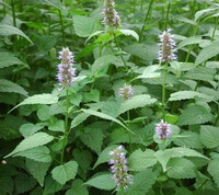 plantes à fleurs d Agastache rugosa Fisch.et Mey. O.Kuntze. avec des épis de fleurs rosés