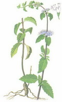un dessin coloré d Agastache rugosa Fisch.et Mey. O.Kuntze, feuilles et fleurs vertes, racine