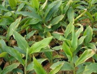 des arbustes d Alpinia katsumadai Hayata poussent dans un champ