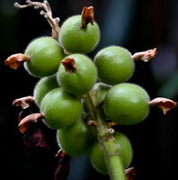 des fruits verts non matures d Alpinia katsumadai Hayata poussent à l extrémité d une branche