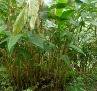 plantes d Amomum compactum Soland ex Maton.poussent en plein champ avec des feuilles vertes