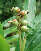 plante fructifère de Amomum kravanh Pierre ex Gagnep. avec plusieurs fruits verts non matures et des feuilles vertes
