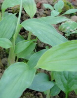 green leaves of Amomum tsao-ko Crevost et Lemaire.