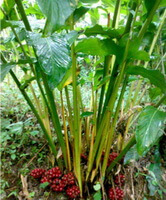 plants of Amomum tsao-ko Crevost et Lemaire. grow in a cluster with red fruits