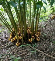 growing plants of Amomum tsao-ko Crevost et Lemaire with unmature fruits