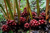 lower stems and mature red fruits of Amomum tsao-ko Crevost et Lemaire.