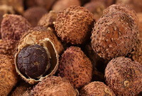 brownish dried herb fruits of Amomum villosum are piled together
