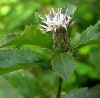 une plante à fleurs d Atractylodes lancea Thunb. DC.var. chinensis Bunge Kitam. avec une fleur blanche