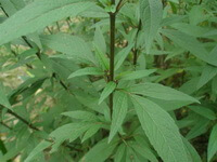 plantes en croissance d Eupatorium fortunei Turcz. avec des feuilles vertes