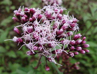 une hampe florale rose-violet d'Eupatorium fortunei Turcz. avec de nombreux fleurons
