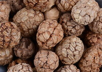 many brownish dried seed ball of Katsumada Galangal Seed are piled together
