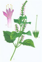 dessin coloré de Pogostemon cablin Blanco Benth. avec une plante verte et des fleurs rosées