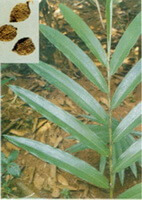 growing plant of Amomum longiligulare T.L.Wu. with fruits