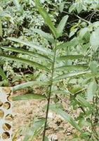 growing plant of Amomum villosum Lour with several seeds