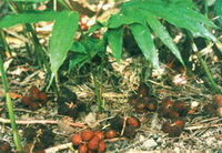 plants of Amomum villosum Lour with several fruits