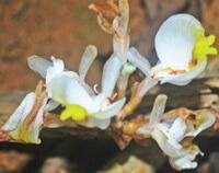several white flowers of Amomum villosum Lour