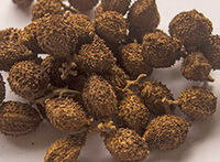 dried herb fruits of Amomum villosum Lour