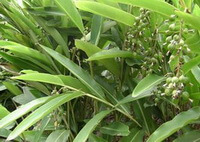 growing plants of Amomum villosum Lour. var. xanthioides T. L. Wu et Senjen. with green fruits