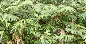 plants of Amomum villosum Lour. var. xanthioides T. L. Wu et Senjen grow in a cluster