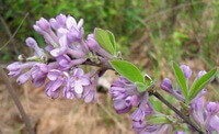 boccioli di fiori crescono sui rami di Daphne genkwa sieb.et Zucc.