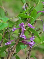 pianta fiorita di Daphne genkwa sieb.et Zucc. con piccoli fiori rosa che crescono sul ramo