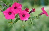 Plante en croissance de Pharbitis nil L.Choisy avec des fleurs roses.