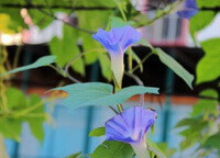 Plante de Pharbitis nil L.Choisy à fleurs bleues