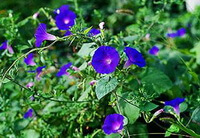 des plantes de Pharbitis purpurea L.Voigt. avec de nombreuses fleurs bleues poussent dans un champ