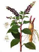 a colorful drawing of Phytolacca acinosa Roxb.,root,red stems and green leaves,and purple fruit spikes.