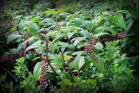 plants of Phytolacca acinosa Roxb. grow in field with purple fruit berry spikes