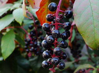 fruit berris of Phytolacca acinosa Roxb in spike