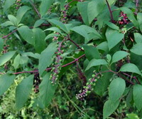 fruiting plants of Phytolacca americana L grow in a cluster with small fruit spikes
