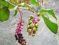 two fruit spikes of Phytolacca americana L. hanging on stems
