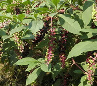 plants of Phytolacca americana L with many unmature green fruit spikes grow in sunny field