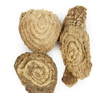 Radix Phytolaccae