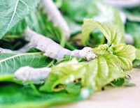 three young worms of Bombyx mori L crawl on green mulberry leaves