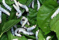 many whitish young worms of Bombyx mori L. are eating green mulberry leaves