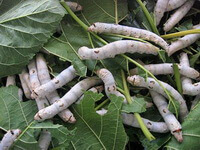 many whitish young worms of Bombyx mori L. are crawling in mulberry leaves and eating leaves