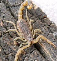 an yellow brownish insect of Buthus martensii Karsch crawls on a brownish bark