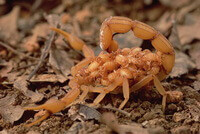 a yellow insect of Buthus martensii Karsch