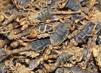 many dried herb insects of Buthus martensii Karsch are piled together.