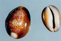 Concha Mauritiae