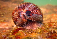 a reddish purple living Mauritia crawls in water