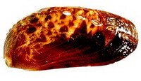 un mollusco brunastro di Haliotis asinina Linnaeus.